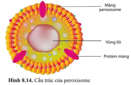 Cấu trúc của Peroxysome