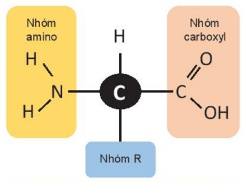 Cấu trúc của amino acid