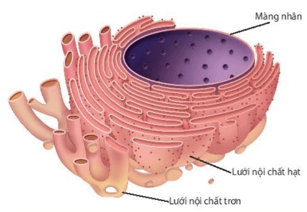 Cấu trúc của lưới nội chất