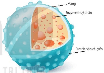 Cấu trúc của lysosome