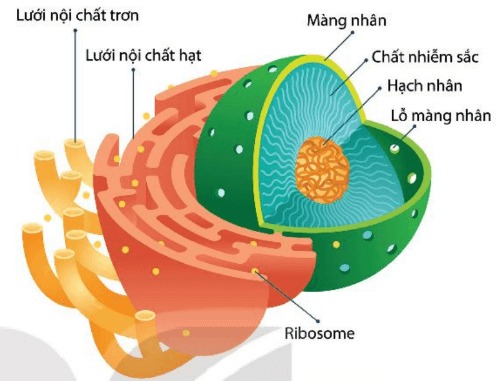 Cấu trúc nhân tế bào