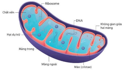 Cấu trúc ti thể