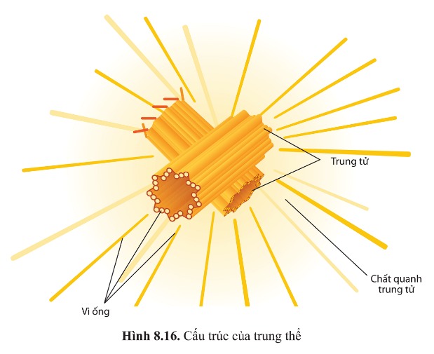 Cấu trúc trung thể