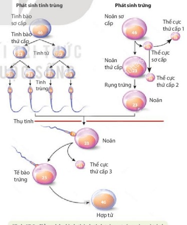 Giảm phân hình thành tinh trùng, trứng và quá trình thụ tinh hình thành hợp tử ở người