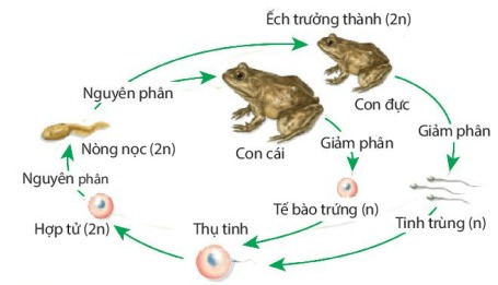 Giảm phân, thụ tinh kết hợp với nguyên phân là cơ chế duy trì bộ NST 2n đặc trưng của loài sinh sản hữu tính