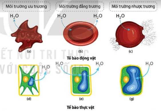 Hình dạng tế bào thay đổi khi ở trong các môi trường khác nhau