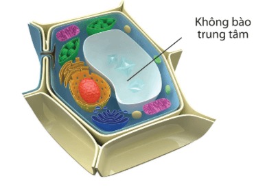 Không bào trung tâm ở tế bào nhân thực