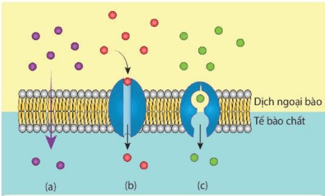 Khuếch tán qua lớp kép phospholipid (a);khuếch tán qua kênh protein (b) và qua protein vận chuyển (c)