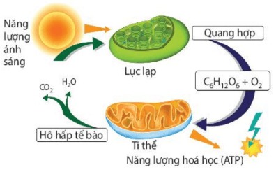 Mối quan hệ giữa lục lạp và ti thể