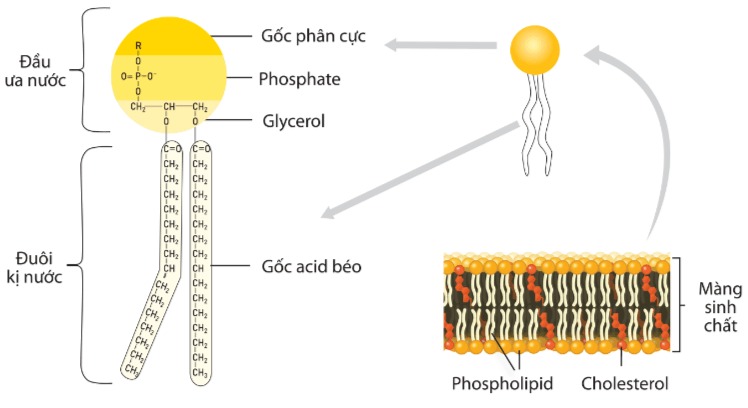 Phospholipid cấu tạo nên màng sinh chất