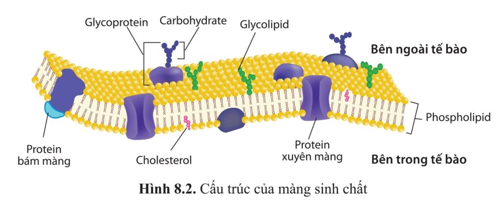 Phospholipid và cholesterol tham gia cấu tạo màng sinh chất