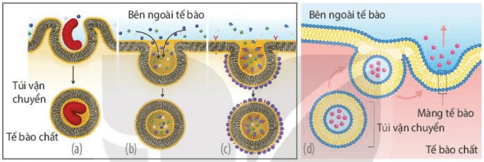 Quá trình thực bào (a); ẩm bào (b); thực bào nhờ thụ thể (c)