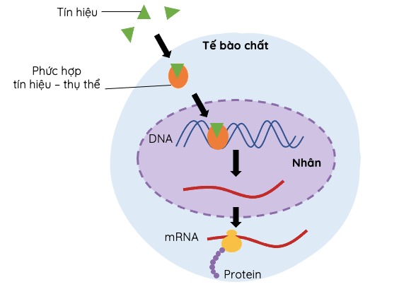 Quá trình truyền thông tin qua thụ thể bên trong tế bào