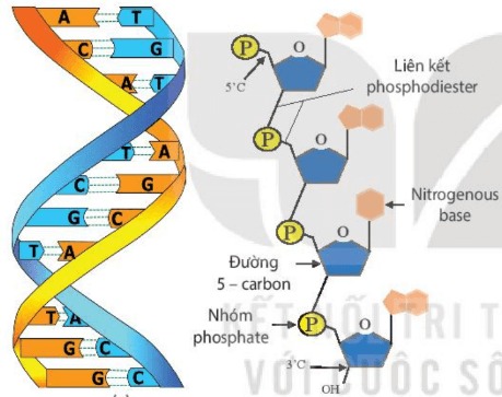 Sơ đồ cấu trúc của DNA