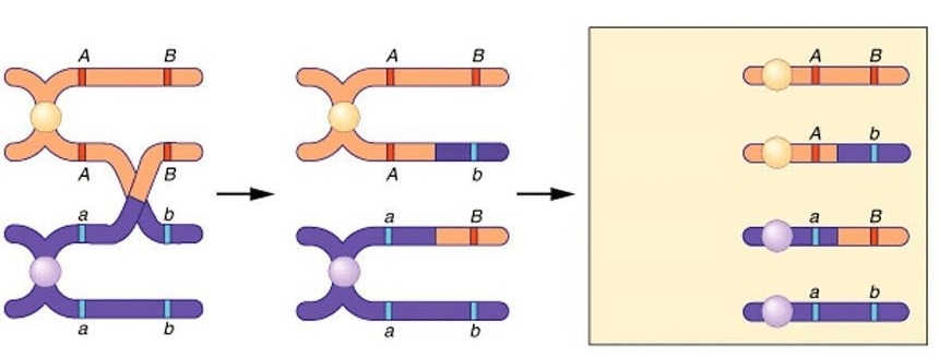 Sự trao đổi chéo giữa các chromatid của các NST tương đồng