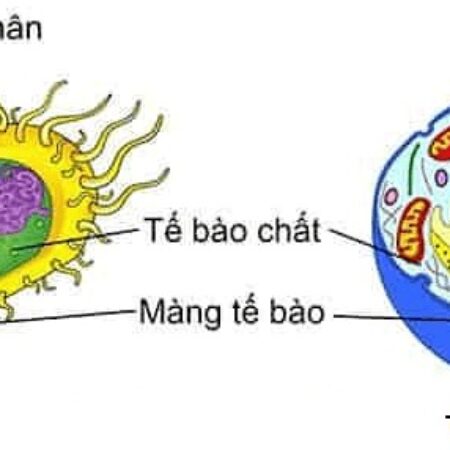 Tế bào nhân thực là gì? Cấu tạo, đặc điểm như thế nào?