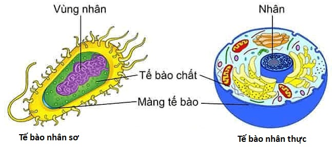 Tế bào nhân sơ và tế bào nhân thực