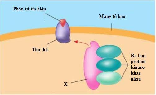 Thụ thể màng