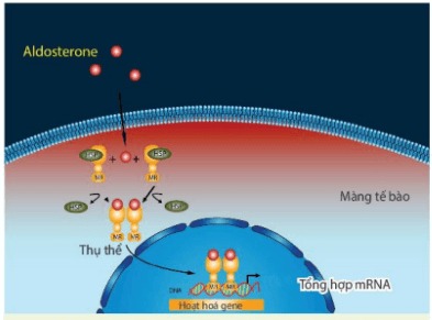 Ví dụ về truyền tin trong tế bào