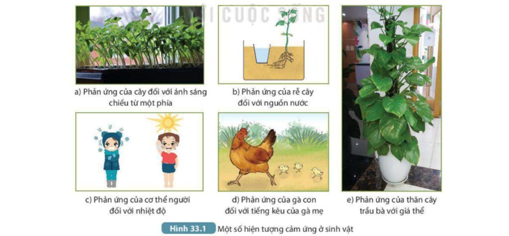 cảm ứng ở sinh vật