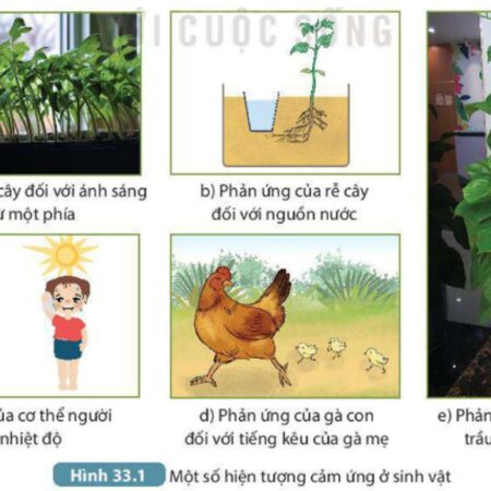 Lý thuyết sinh học 11 bài 14 – Khái quát về cảm ứng ở sinh vật