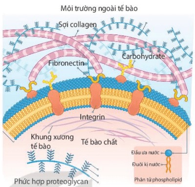 cấu trúc chất nền ngoại bào