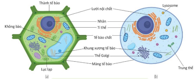 cấu trúc thế nào thực vật (a) cấu trúc tế bào động vật (b)