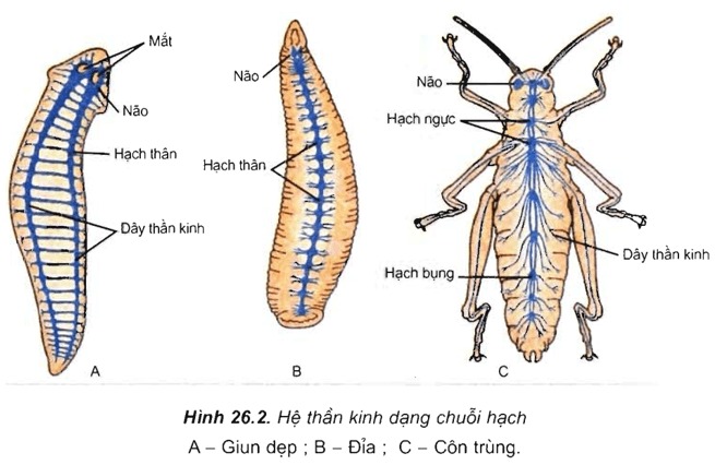 Cảm ứng ở động vật có hệ thần kinh ở dạng chuỗi hạch