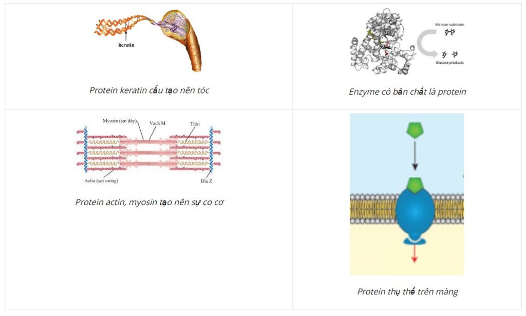 Một số chức năng của protein