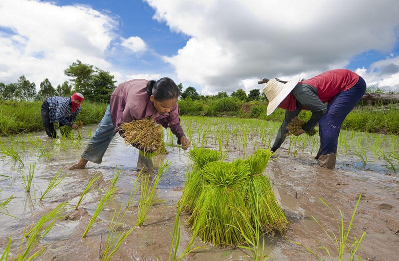 Nông dân cấy lúa nước tại Thái Lan