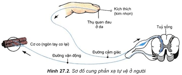 sơ đồ cung phản xạ của người