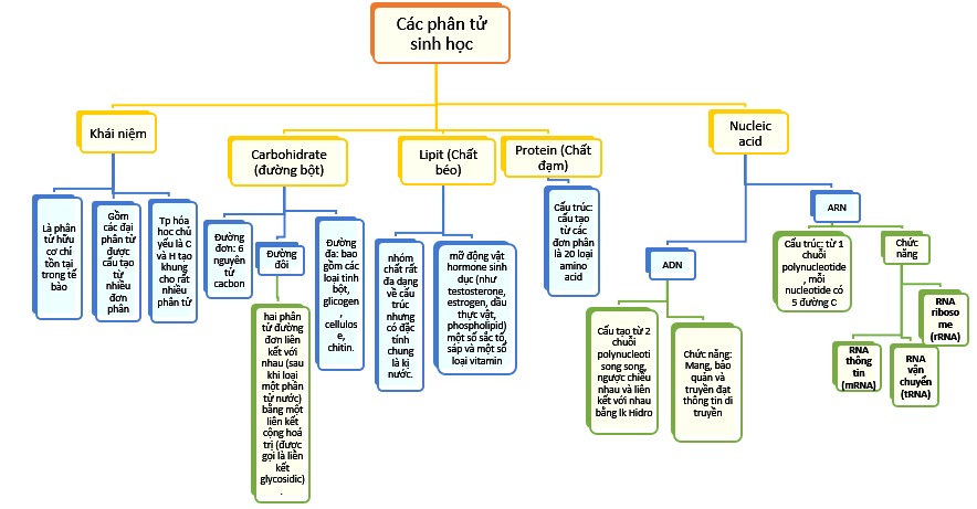 Sơ đồ tư duy các phân tử sinh học