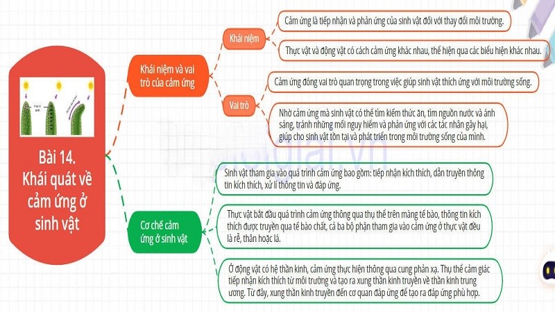 Sơ đồ tư duy khái quát cảm ứng ở sinh vật