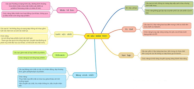 Sơ đồ tư duy tế bào nhân thực