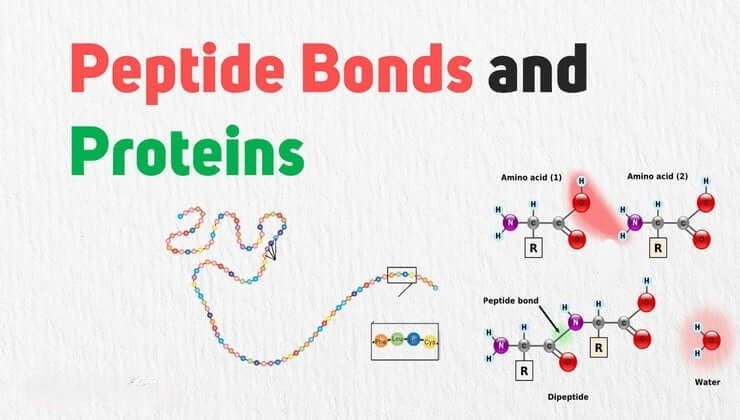 Sự hình thành liên kết peptide