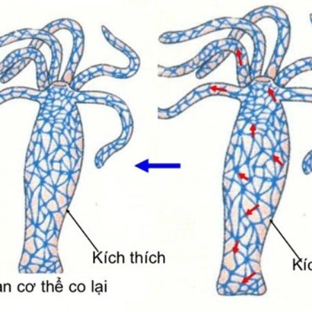 Bài 17 Sinh học 11 Kết nối tri thức – Cảm ứng ở động vật