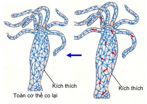 Cảm ứng ở động vật có hệ thần kinh dạng lưới