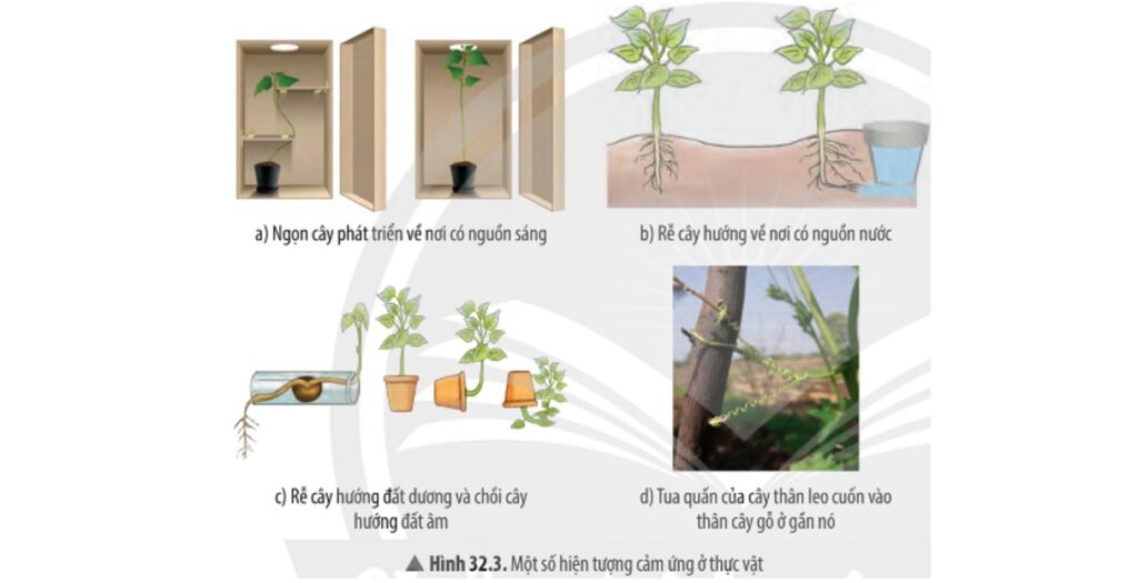 Vai trò cảm ứng ở sinh vật