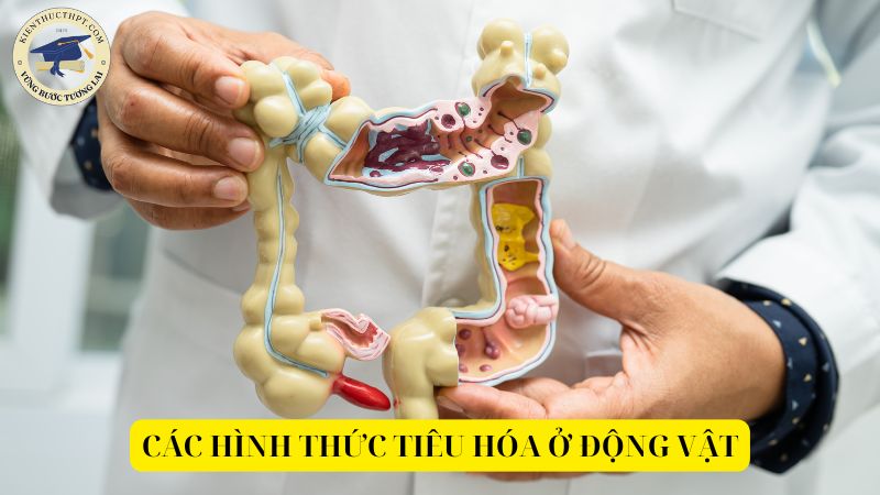 Các hình thức tiêu hóa ở động vật