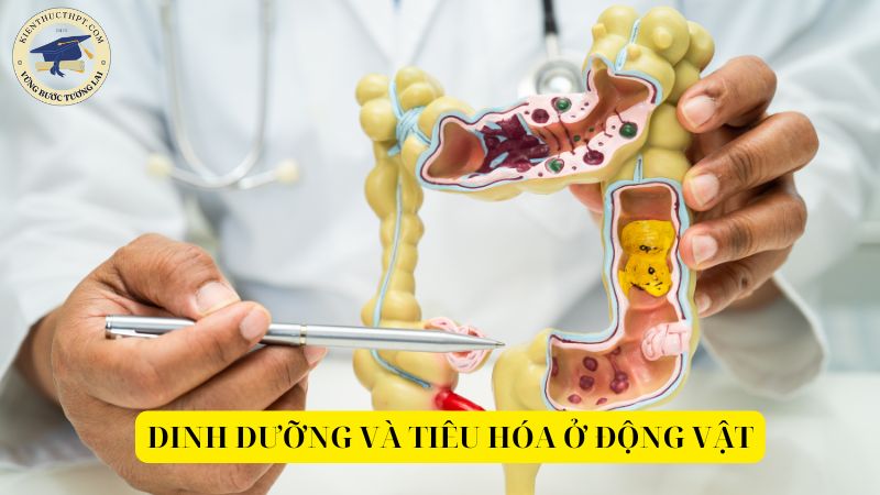 Dinh dưỡng và tiêu hóa ở động vật