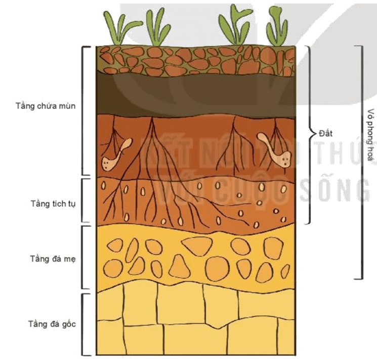 Phẫu diện đất và vỏ phong hoá