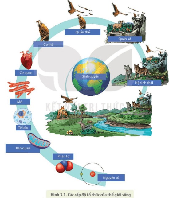 Các cấp độ tổ chức của thế giới sống