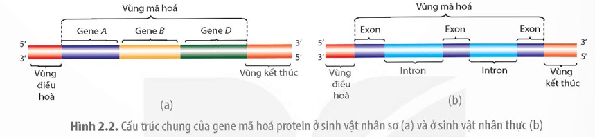 Câu hỏi 2 trang 10 Sinh học 12