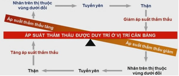 Cơ chế duy trì áp suất thẩm thấu ở người