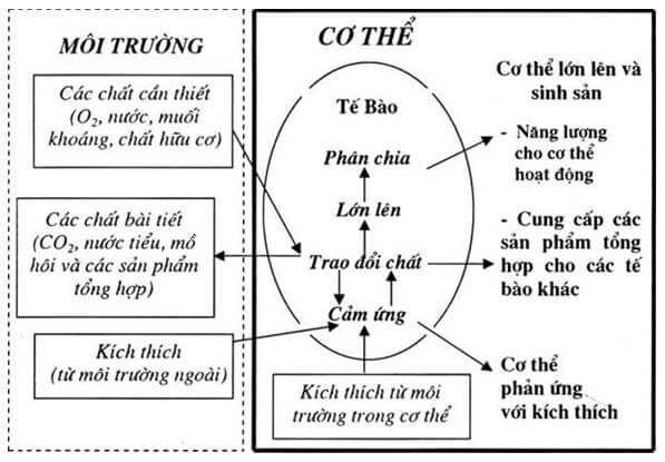 Hoạt động sống ở cấp độ tế bào là cơ sở cho hoạt động sống ở cấp độ cơ thể