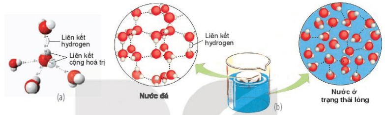 Liên kết hydrogen giữa các phân tử nước