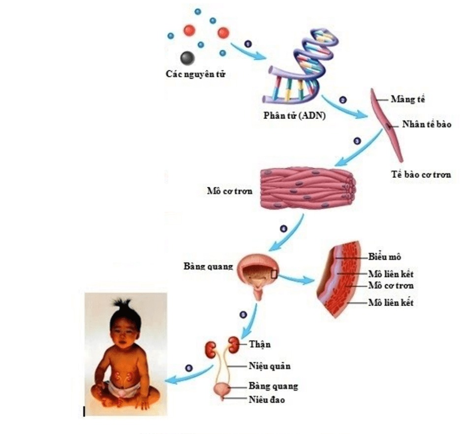 Sơ đồ mối quan hệ giữa các cấp độ tổ chức sống ở cơ thể người