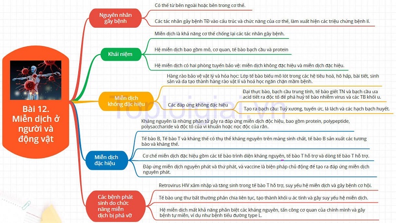 Sơ đồ tư duy miễn dịch ở người và động vật