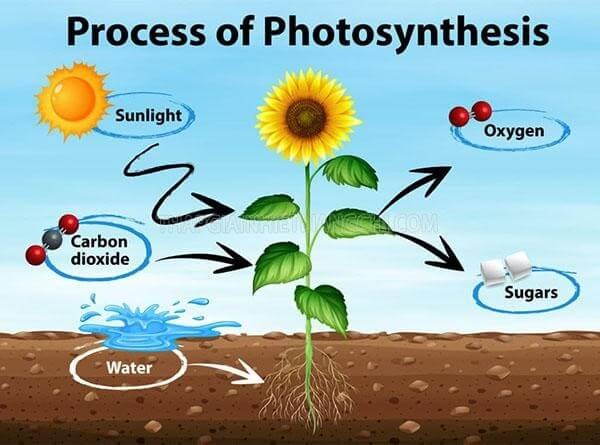 Sự trao đổi chất giữa cơ thể thực vật với môi trường trong quang hợp