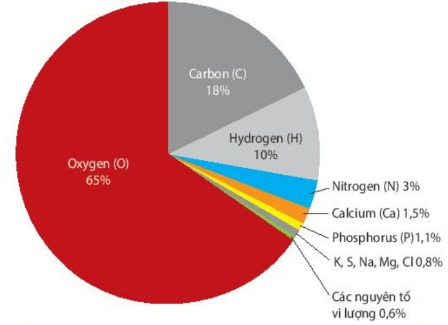 Tỉ lệ các nguyên tố hóa học trong cơ thể người